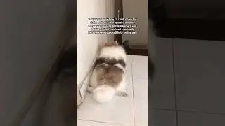 403: they need alone time specially Frankie to reduce his stress #dogsofyoutube #dogvideos #dogshort