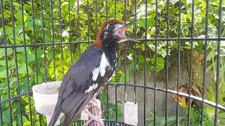 Terapi Burung Anis Kembang / AK Malas Bunyi / Macet Bunyi - Punglor Ngeplong & Ngeroll Part 27