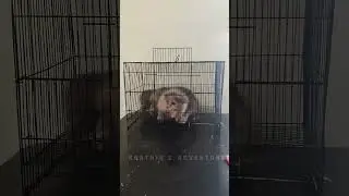 Persian cat escape from cage #catbreed #catlover #tamil #cat