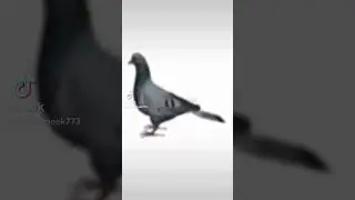 Pigeon #meme #funny #pigeon #shorts