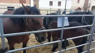 Feria Ganadera de Agurain.630