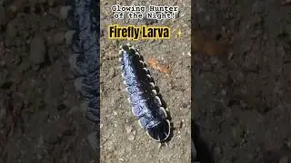 Личинка светлячка 🧬 Lamprigera sp. 🐛 Светящийся охотник ночи ✨