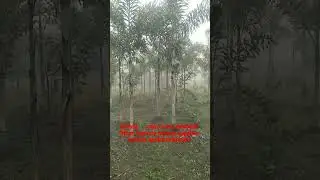 #foxtail palm 🌴trees available Rihan Nursery holsale supplier contact us#8979393397#8476887712 🌴 🌴 🌴