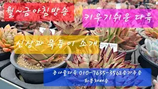 실속다육 한가득,화려한 색감,묵둥이다육 화분채배송 010-7635-3562택배문자주문 콩나물다육 