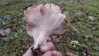 White Chanterelles in Region 4 of BC 2021