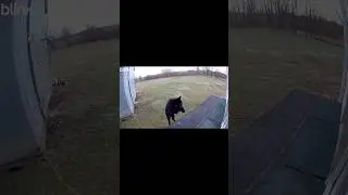Animal VIDEOS @OHIOWILDLIFEDAILY