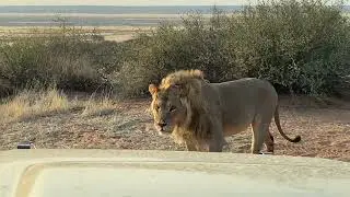Sharing a campsite with lions (русский)