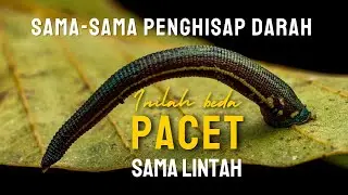 Beda Pacet sama Lintah