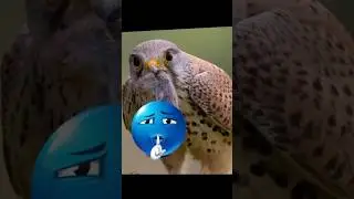 Eagle Tries to Catch Sleeping Owl in Nest Daytime Huntl #eagles  #wildlife #shorts