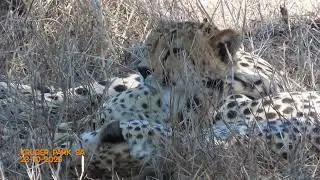 Cheetah Acinonyx jubatus Kruger Park SA 23 10 2025