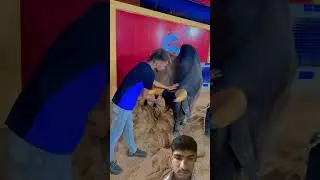 Black big bull #bull #bulls #dangerous #dangerousbull #shortsfeed #trending #greenscreen #blackbull