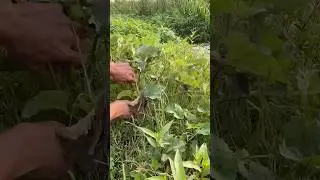 Cutting cocklebur plant with a knife #cocklebur #plantcutting #riversideplants #naturalfarming