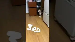ビーグル犬とシーソーゲーム#beagle #dog #attention #help
