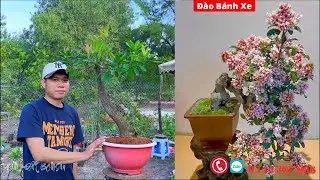 Peach Blossom Bonsai - A High-End Tree Collection for Spring Flowering - Exchange Event on the ev...