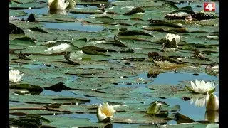 В объективе натуралиста. Можнево и Локно. 10.07.2019