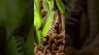 Mealworms vs Venus Flytrap &ndash; Who Wins? (Insane Macro Feeding Experiment)