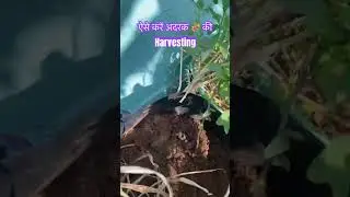 Harvesting of ginger 🫚 #youtubeshorts #shorts #gardening