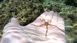 Banded Brittle Starfish (Ophiolepis superba)