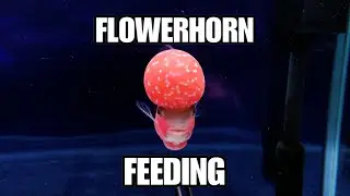 Flowerhorn Feeding Video