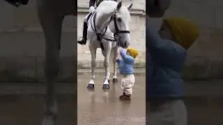 Tiny Girl and a Grand Royal Horse Sharing a Soft Connection