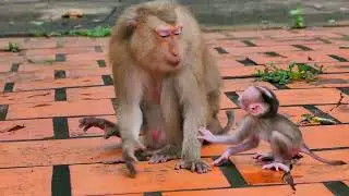 Super cute baby monkey just birth a few days so adorable healthy monkey mom is really much attention