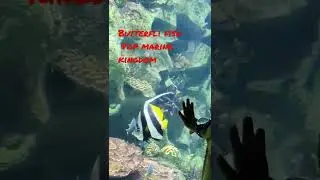 butterfly fish capture by VM mithrans