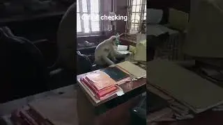#monkey #checking #office