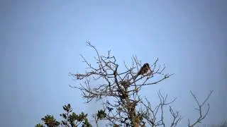 Spotted Towhee bird song
