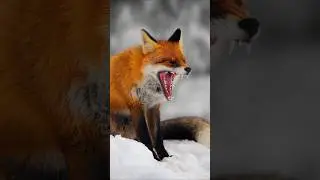 Red Fox in Rain Sounds at Night | Scream, Barking, Yelp, What Does the Fox Say?