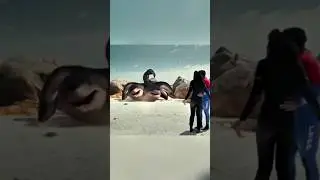 6 headed shark attack 🦈 😱 || #shorts #youtubeshorts #shark #dalimsharma #movie #song #viralshorts