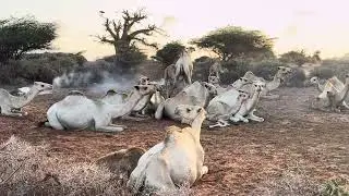 📍Kismayo Outskirts (-0.3907888, 42.4885498)