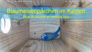 22.01.2026: Blaumeisenp&auml;rchen im Nistkasten - Blue tit couple in nesting box