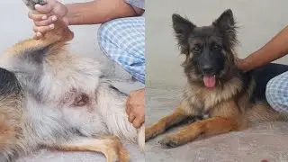 Female dog heat cycle / Female dog heat cycle information / gsd information