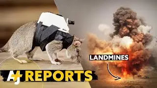 These Rats Are Sniffing out Landmines And Saving Lives