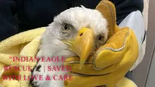 &ldquo;Indian Eagle Rescue 🦅 | Saved with Love & Care ❤️&rdquo;|| #indianeagle #rescue #videoviral #trending 🙏🙏