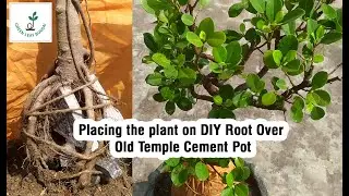 Placing the plant on DIY Root Over Old Temple Cement Pot