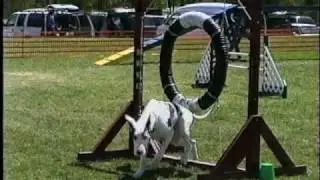 Funniest Dog Agility Bloopers