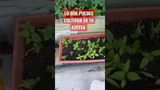 LO QUE PUEDES CULTIVAR EN TU AZOTEA #shorts #huerta #huertaencasa #azotea