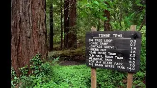 Sam McDonald County Park. Big Trees of California.