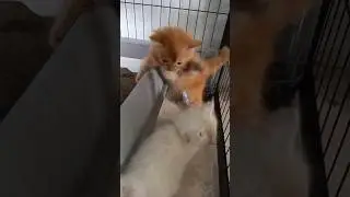 Lucunya Bayi Kucing Bermain dengan Temannya! 😍🐾