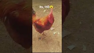best pet market in word very cheap price 😮 #birds #chicken #kabutar
