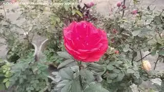 Beautiful Pink and Orange Rose on my Terrace सुंदर गुलाब के फुल #rose 