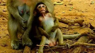 What makes baby Monkey Farrah Looking For?