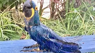 Hyacinth Macaws get adorable happy when showering under a garden hose