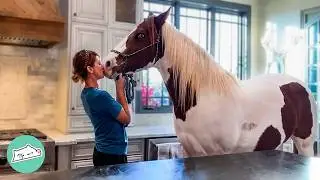 Giant Horse Sneaks Into Lady&rsquo;s House For 6 Years | Cuddle Buddies