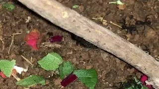 Minha col&ocirc;nia de acromyrmex de 1 m&ecirc;s pouco.Novas mudan&ccedil;as 