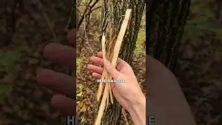 How do you tend the wild?
