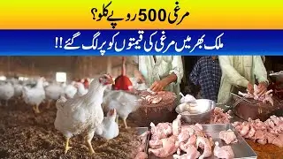 Chicken 500 per Kg | Chicken Price Increase