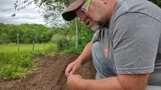 Creating Furrows with a Matlock and SOWING Broccoli and unhelpful DOGS!
