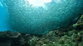 2024年6月フィリピン ボホール島#4
